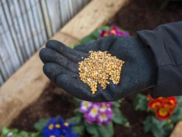 Continuous release plant food granules closeup
