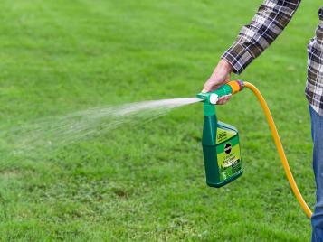 Using a lawn food whilst watering your grass