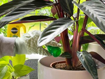 Feeding houseplants with a dedicated plant food liquid