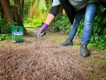 Seeding prepared ground with grass seed