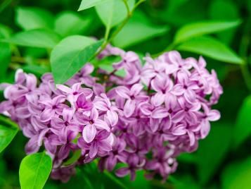 Lilac flowers in closeup