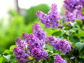 Lilac pink flowers