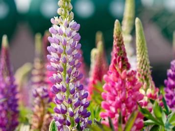 Lupin flowers in full bloom