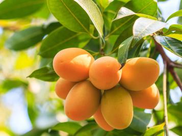 Mango fruits growing on tree