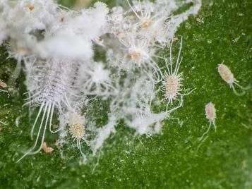 Mealybugs infestation on plant