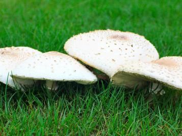 Mushrooms in the lawn