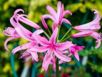 Nerine flowers closeup