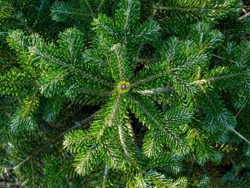 Nordmann Fir closeup