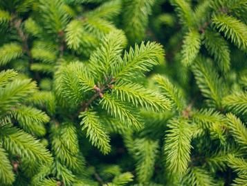 Norway Spruce closeup