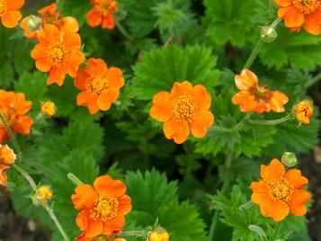 Orange geum flowers in full bloom