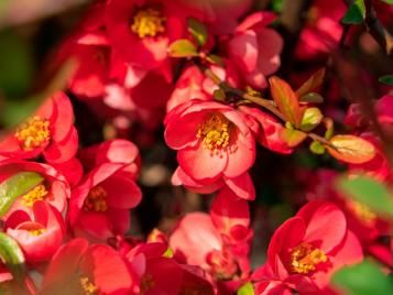 Ornamental Quince in bloom