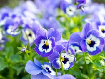 Pansies (violas)