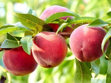 Peaches on tree ready to harvest