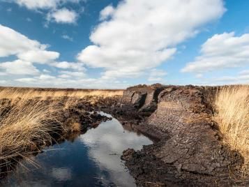 Peat bog