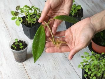 A plant cutting with roots starting to grow