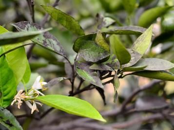 Plant affected by sooty mould