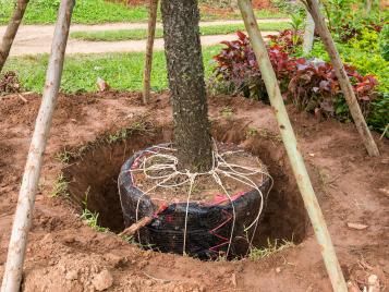 Staking a tree to keep it stable whilst bedding in