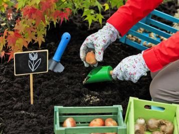 Planting bulbs in good quality soil