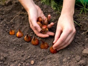 Planting bulbs in rows in the soil
