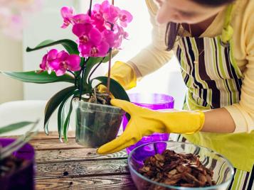 Potting up orchids