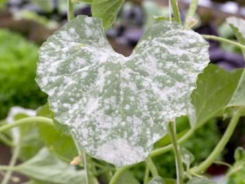Powdery Mildew on plant leaf closeup