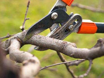 Pruning a rose bush closeup