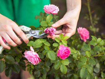 Pruning patio roses
