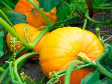 Pumpkin patch growing