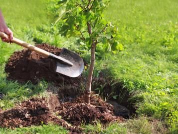 Placing a tree into hole in garden