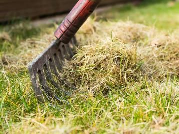 Raking out grass thatch