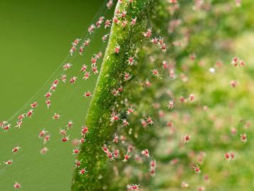 Red spider mite colony on plant