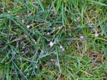 Red thread grass closeup