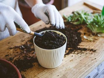 Repotting succulents