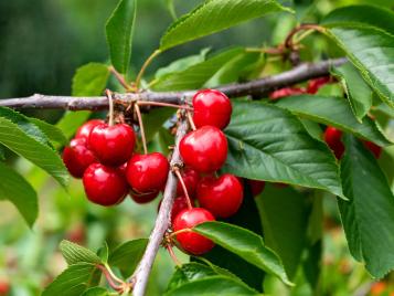 Ripe cherries growing on tree