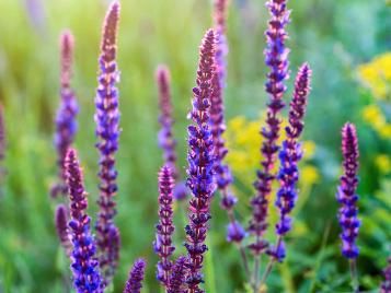 Salvia flowers in closeup