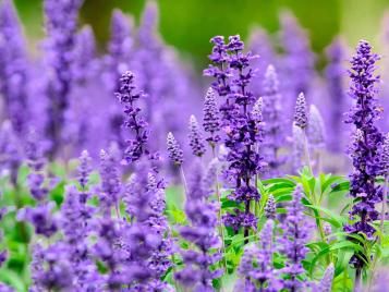 Salvia flowers