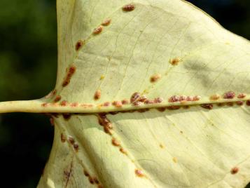 Scale insect infestation on plant leaf