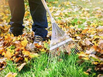 Using a rake to scarify a lawn