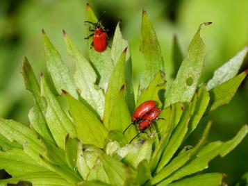 Scarlet lily beetle plant damage