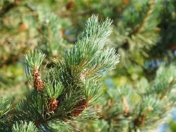 Scots Pine closeup
