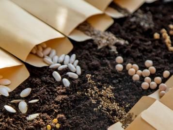 Packets of seeds, ready to sow