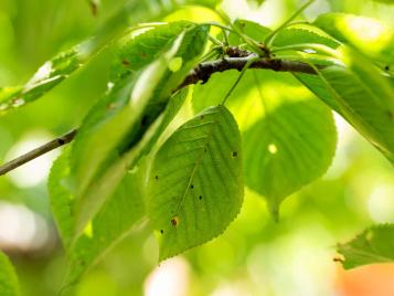 Shot hole (coryneum blight) on cherry tree leaves