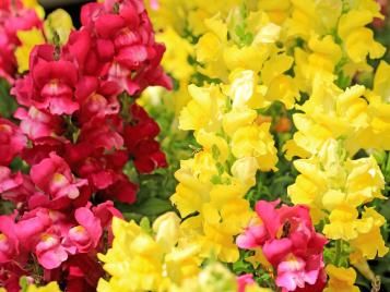 Snapdragon flowers closeup