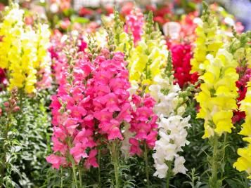 Snapdragons come in many colour varieties