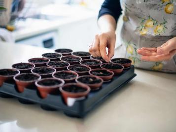 Sowing seeds in pots indoors