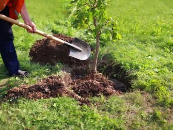 Staking a larger tree to keep it secure