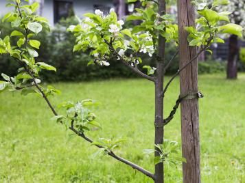 Staking a young tree