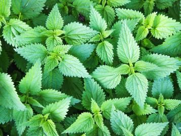 Stinging nettles