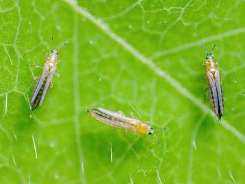 Thrips insects on leaf closeup