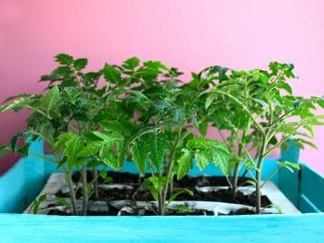 Tomato seedlings in homemade indoor planter